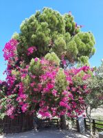 Festos - Bougainville &ndash; &copy; Katrin Deutschbein (Eberhardt TRAVEL)