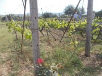 DSCN5800.JPG   Weinanbau &ndash; &copy; Kerstin Veit (Eberhardt TRAVEL)