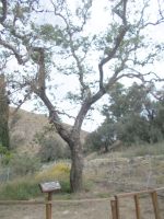 DSCN5811.JPG    Zeus - Europa Platane &ndash; &copy; Kerstin Veit (Eberhardt TRAVEL)