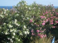 DSCN5877.JPG   Oleander &ndash; &copy; Kerstin Veit (Eberhardt TRAVEL)