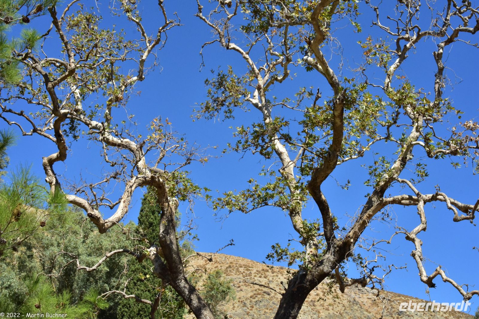 Zeus Platane &ndash; &copy; Martin Büchner (Eberhardt TRAVEL)