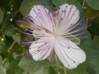 DSCN7368.JPG    Kapernblüte &ndash; &copy; Kerstin Veit (Eberhardt TRAVEL)