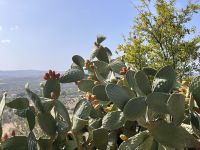 Feigenkaktus &ndash; &copy; Willi Thomas Krupp (Eberhardt TRAVEL)