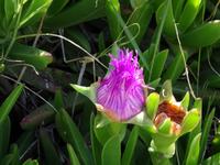 kretische Flora &ndash; &copy; Ralf Mehnert (Eberhardt TRAVEL)