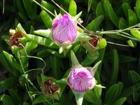 kretische Flora &ndash; &copy; Ralf Mehnert (Eberhardt TRAVEL)
