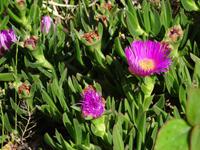 kretische Flora &ndash; &copy; Ralf Mehnert (Eberhardt TRAVEL)