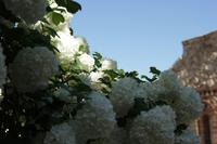 Kreta-Frühlingsblüher &ndash; &copy; Franziska Bergmann (Eberhardt TRAVEL)