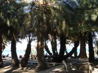 Palmen in Vai &ndash; &copy; Stefan Jahnke (Eberhardt TRAVEL)