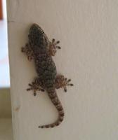 Gecko - Bitte nichts tun, Frau H... &ndash; &copy; Petra Sauer (Eberhardt TRAVEL)