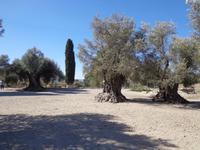 136 Gortys &ndash; &copy; Karolin Kühn (Eberhardt TRAVEL)