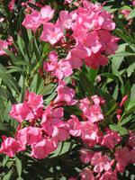 Oleander &ndash; &copy; Katrin Hohenstein (Eberhardt TRAVEL)