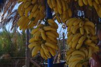 Bananenstand &ndash; &copy; Juliane Schwarze (Eberhardt TRAVEL)