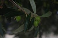 Gut Vassilakis &ndash; &copy; Juliane Schwarze (Eberhardt TRAVEL)