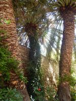 herrliche Palmen &ndash; &copy; Karolin Schnell (Eberhardt TRAVEL)
