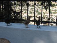 Rhodos - Insel Simy &ndash; &copy; Franziska Bergmann (Eberhardt TRAVEL)