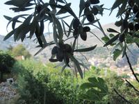 Rhodos - Insel Simy &ndash; &copy; Franziska Bergmann (Eberhardt TRAVEL)