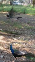 Pfau &ndash; &copy; Heike Meinhold (Eberhardt TRAVEL)