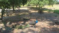 Pfau &ndash; &copy; Heike Meinhold (Eberhardt TRAVEL)