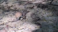 Wasserschildkröte &ndash; &copy; Heike Meinhold (Eberhardt TRAVEL)