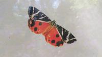 Harlekin Schmetterling &ndash; &copy; Heike Meinhold (Eberhardt TRAVEL)