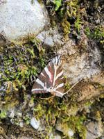 Im Schmetterlingstal &ndash; &copy; Ferdinand Tieze (Eberhardt TRAVEL)