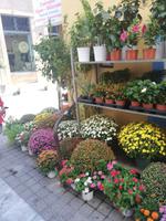 Ort Ägina, Blumenarrangements &ndash; &copy; Elena Hinz (Eberhardt TRAVEL)