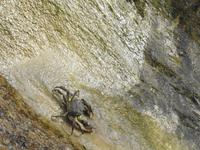 Krebs &ndash; &copy; Sabine Letzybyll (Eberhardt TRAVEL)
