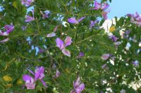 Blumen in Profiti Ilias &ndash; &copy; Martin Gruhle (Eberhardt TRAVEL)