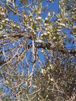 Olivenbaum &ndash; &copy; Ute Solf (Eberhardt TRAVEL)