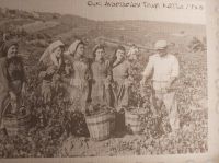 Weinlese mit Tradition &ndash; &copy; Ute Solf (Eberhardt TRAVEL)