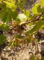 Weinrebe &ndash; &copy; Ute Solf (Eberhardt TRAVEL)