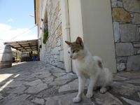 Hauskatze Weingut &ndash; &copy; Georg Berger (Eberhardt TRAVEL)