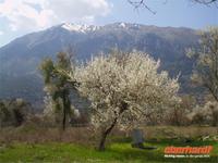 Mandelblüte in Dodona &ndash; &copy; Peter Rudolph (Eberhardt TRAVEL)
