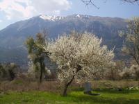 Mandelblüte in Dodona &ndash; &copy; Peter Rudolph (Eberhardt TRAVEL)