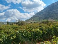 Weingut 