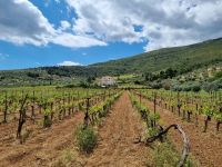 Weingut 