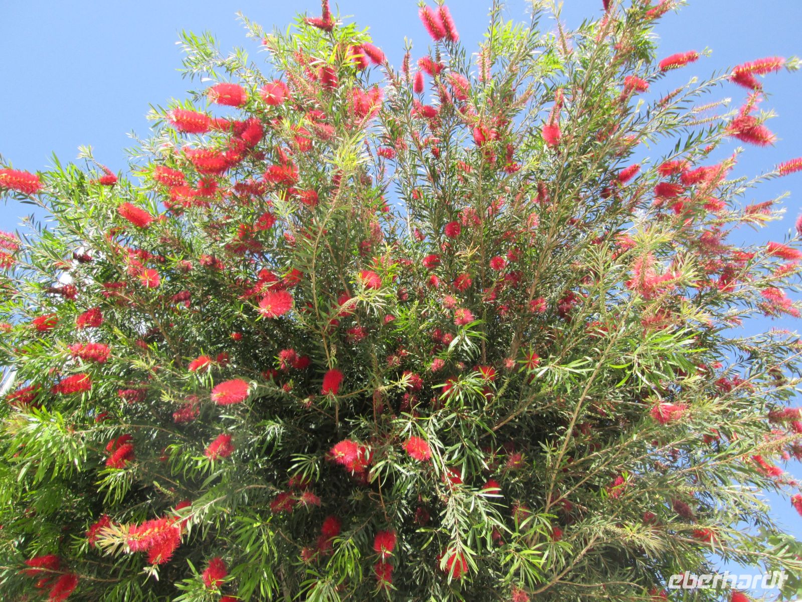 Zylinderputzer /Callistemon &ndash; &copy; Heike Heinen (Eberhardt TRAVEL)