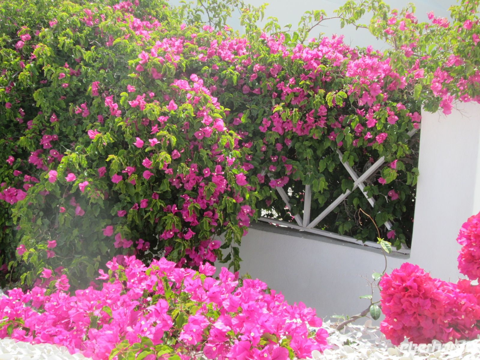 Bougainvillea Pracht in Oia &ndash; &copy; Heike Heinen (Eberhardt TRAVEL)
