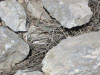 schattensuchender Gekko &ndash; &copy; Heike Heinen (Eberhardt TRAVEL)