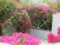 Bougainvillea Pracht in Oia &ndash; &copy; Heike Heinen (Eberhardt TRAVEL)