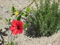 Hibiskus  &ndash; &copy; Heike Heinen (Eberhardt TRAVEL)
