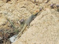 Gekko