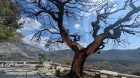 Kloster Hosios Loukas - Verbrannter Baum &ndash; &copy; Eric Krüger (Eberhardt TRAVEL)