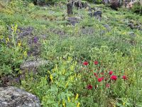 Delphi (Frühlings-Vegetation in der Archäologischen Stätte) &ndash; &copy; Katrin Deutschbein (Eberhardt TRAVEL)