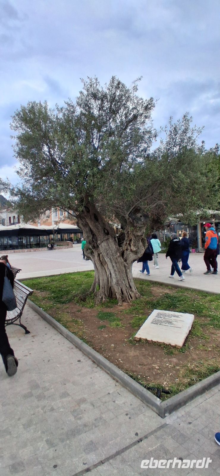 Olivenbaum in Nafplio ca. 900 Jahre alt &ndash; &copy; Georg Berger (Eberhardt TRAVEL)