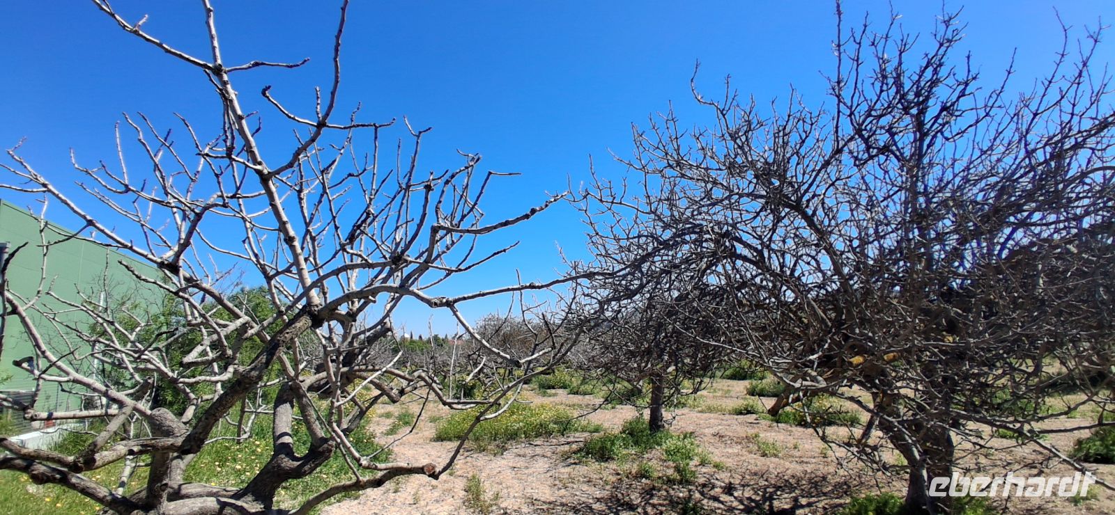 Pistazienbäume im April Ägina &ndash; &copy; Georg Berger (Eberhardt TRAVEL)