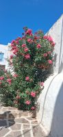 Paros - Impressionen Parikia &ndash; &copy; Georg Berger (Eberhardt TRAVEL)