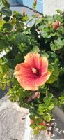 Paros - Impressionen Parikia &ndash; &copy; Georg Berger (Eberhardt TRAVEL)