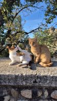 Katzen an den Meteora-Felsen &ndash; &copy; Sinah Witzig (Eberhardt TRAVEL)