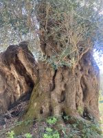 (83) Alter Olivenbaum - Korfu.jpg